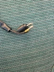Voltage Rectifier Regulator For Buell S3/S3T Thunderbolt M2 Cyclone. Fixed Price $20.00.